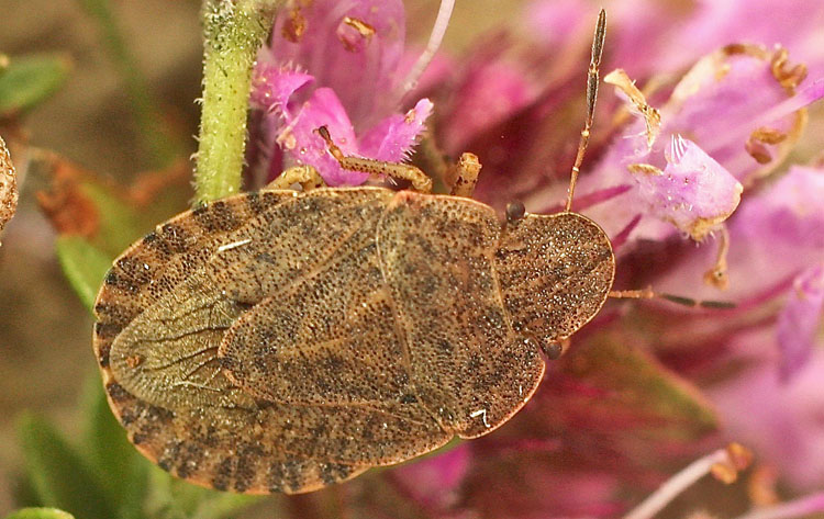 From Bulgaria, a Scutellarid species? No, Pentatomidae: Sciocoris homalonotus